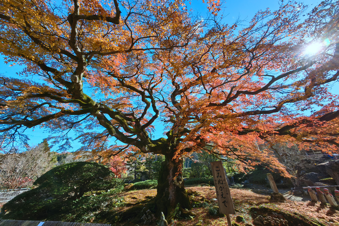 秩父三十四所-清泰山西善寺